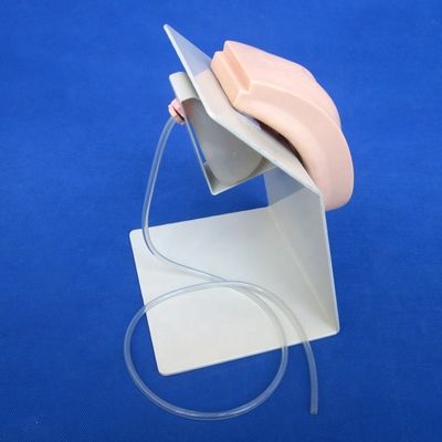 Soggetto Scienze mediche Viva Formazione genitale femminile Modello della vescica per il cateterizzazione