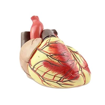 Modello di insegnamento biologico umano Advanced Jumbo Heart per l'istruzione in scienze mediche