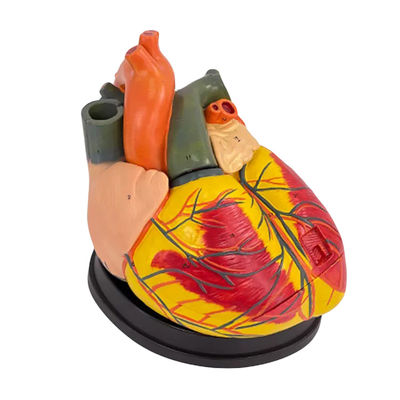 Modello di insegnamento biologico umano Advanced Jumbo Heart per l'istruzione in scienze mediche