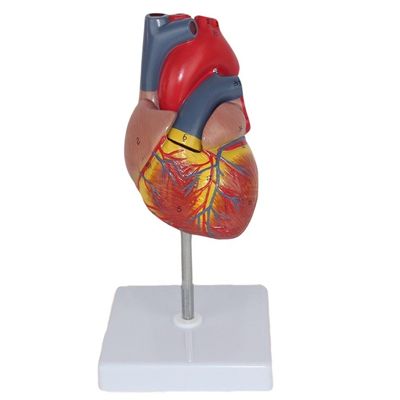 Anatomia medica Modello di cuore umano plastico per dimostrazione anatomica nelle cliniche
