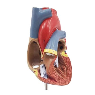 Anatomia medica Modello di cuore umano plastico per dimostrazione anatomica nelle cliniche