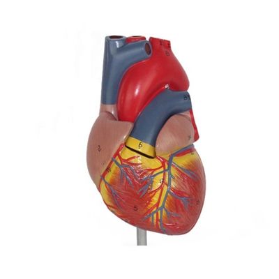Anatomia medica Modello di cuore umano plastico per dimostrazione anatomica nelle cliniche