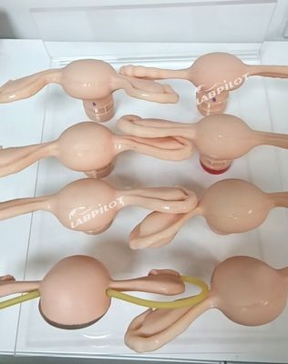 Simulatore dell'utero per il modello di anatomia ginecologica utilizzato in infermieristica-ostetrica e maternità
