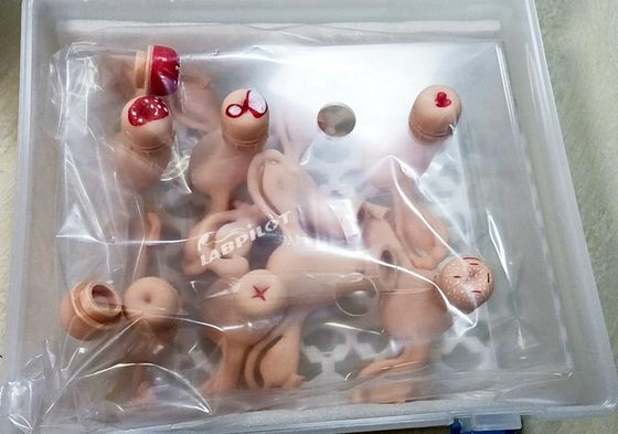 Simulatore dell'utero per il modello di anatomia ginecologica utilizzato in infermieristica-ostetrica e maternità