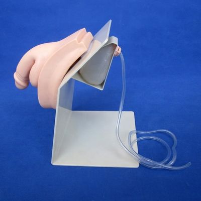 Modello di vescica maschile Simulatore di cateterizzazione uretrale per pazienti dimostrazione di assistenza