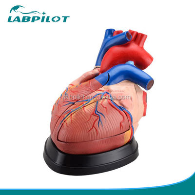 Anatomia del cuore umano Modello 3D per dimostrazione anatomica 3 volte ingrandito 5 parti