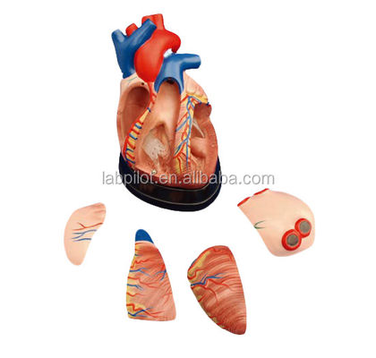 Anatomia del cuore umano Modello 3D per dimostrazione anatomica 3 volte ingrandito 5 parti