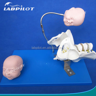 Pelvis e teste fetali vivi Modello avanzato in PVC per la dimostrazione delle abilità di parto