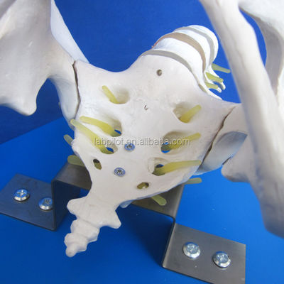 Pelvis e teste fetali vivi Modello avanzato in PVC per la dimostrazione delle abilità di parto