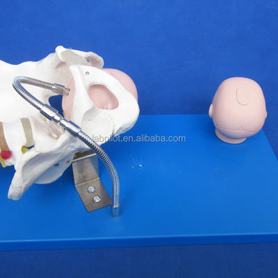 Pelvis e teste fetali vivi Modello avanzato in PVC per la dimostrazione delle abilità di parto