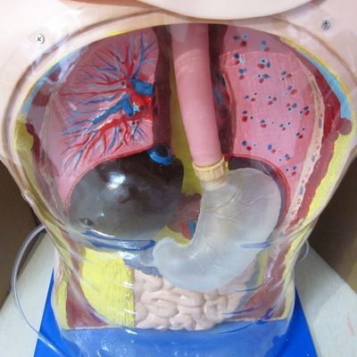 Innovativo tubo nasale gastrico e trachea abilità manichino infermieristico con caratteristiche realistiche