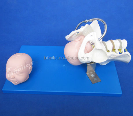 Pelvis e teste fetali vivi Modello avanzato in PVC per la dimostrazione delle abilità di parto