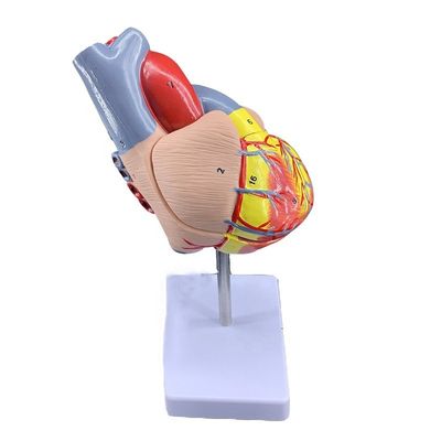 Dimensione vitale 2 parti Anatomia medica Parti del corpo umano Modello di cuore per la dimostrazione