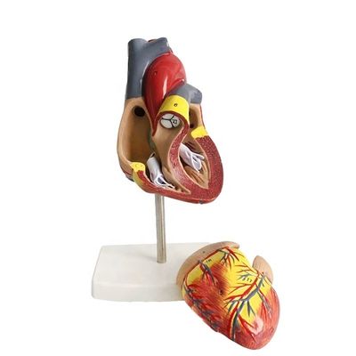 Dimensione vitale 2 parti Anatomia medica Parti del corpo umano Modello di cuore per la dimostrazione