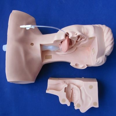 Manichino preferito dalle scuole per l'addestramento avanzato di aspirazione e il modello di aspirazione dello sputo