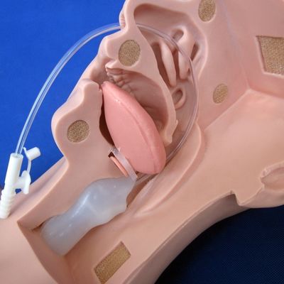 Manichino preferito dalle scuole per l'addestramento avanzato di aspirazione e il modello di aspirazione dello sputo