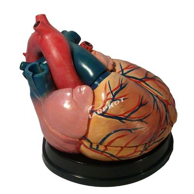 Il miglior modello 3D di anatomia del cuore umano per l'apprendimento dettagliato e accurato