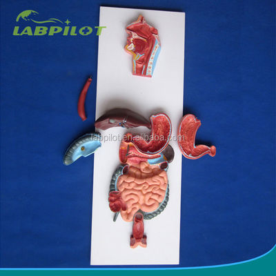 Modello di rilievo di dimostrazione anatomica del sistema digestivo umano per l'educazione medica