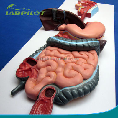 Modello di rilievo di dimostrazione anatomica del sistema digestivo umano per l'educazione medica