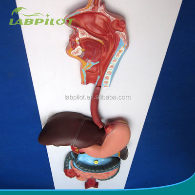 Modello di rilievo di dimostrazione anatomica del sistema digestivo umano per l'educazione medica