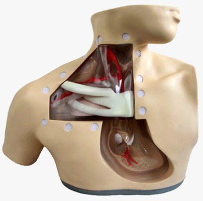 Modelli di formazione clinica infermieristica Nutrizione avanzata Manichino infermieristico con cuore e vena