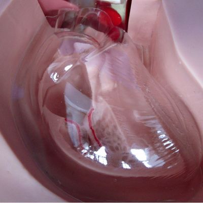 Modelli di formazione clinica infermieristica Nutrizione avanzata Manichino infermieristico con cuore e vena