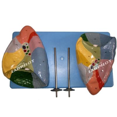Segmenti broncopulmonari del polmone Modello di vita umana Dimensione per scuole e insegnamento medico