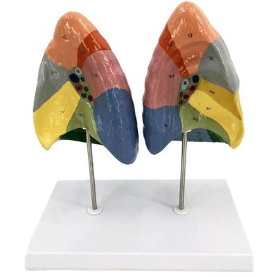 Segmenti broncopulmonari del polmone Modello di vita umana Dimensione per scuole e insegnamento medico