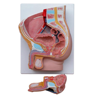 Scienze mediche Pelvis maschile Modello 2 parti di organi genitali staccabili con PVC avanzato