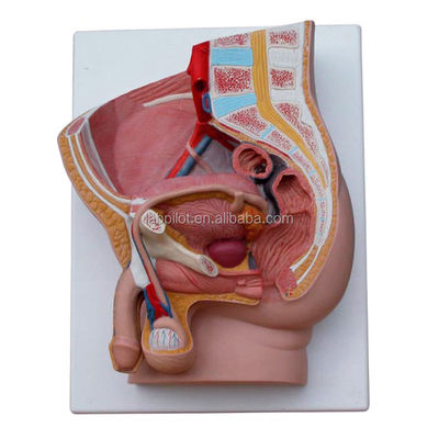 Scienze mediche Pelvis maschile Modello 2 parti di organi genitali staccabili con PVC avanzato