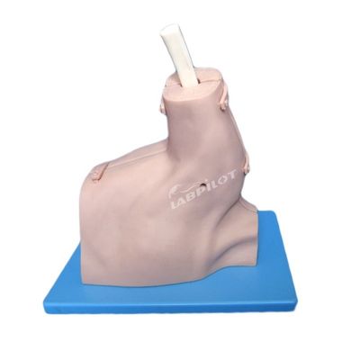 Dimensione umana Dimostrazione di cura della spalla Dimostrazione del modello di artroscopia