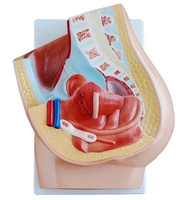 Modello pelvico femminile vivida per l'insegnamento medico Categorie Modelli del sistema genitale umano