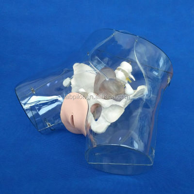 Modello realistico del bacino femminile per l' attrezzo di dilatazione e curettage