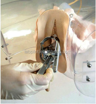 Modello realistico del bacino femminile per l' attrezzo di dilatazione e curettage