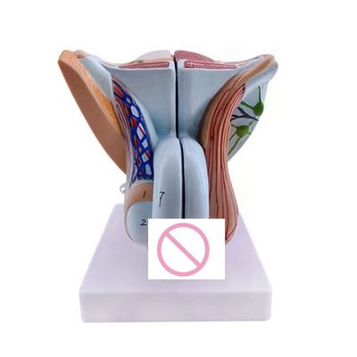 Dimostrazione anatomica Modello avanzato di organi genitali interni ed esterni maschili in PVC