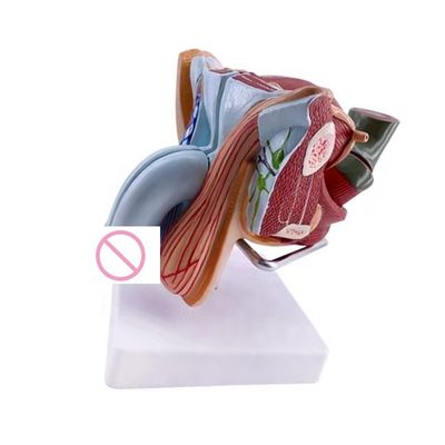 Dimostrazione anatomica Modello avanzato di organi genitali interni ed esterni maschili in PVC
