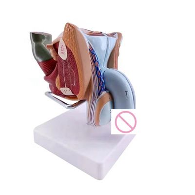 Dimostrazione anatomica Modello avanzato di organi genitali interni ed esterni maschili in PVC