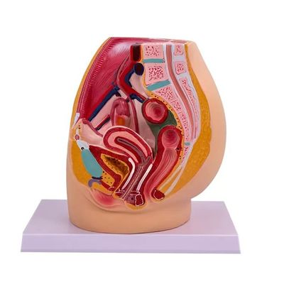 Modello di anatomia della cavità pelvica femminile nella sezione mediasagitale per l'insegnamento negli ospedali
