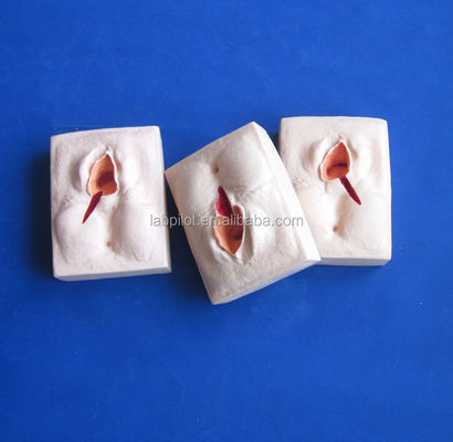 Simulatore avanzato di formazione di episiorrafia in PVC per tecniche realistiche di suturazione della vulva