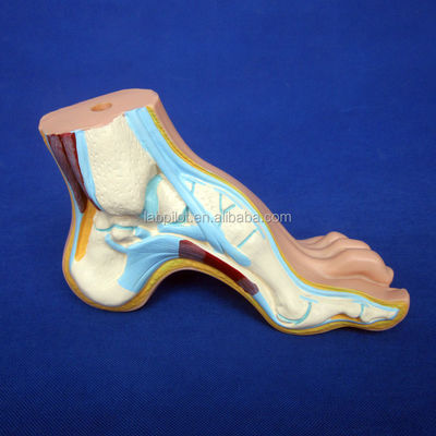Categorie Strutture anatomiche dettagliate 3D Biologici normali Modelli di piedi piatti e ad arco