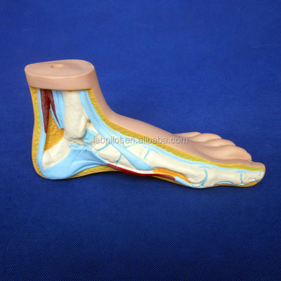 Categorie Strutture anatomiche dettagliate 3D Biologici normali Modelli di piedi piatti e ad arco