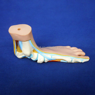 Categorie Strutture anatomiche dettagliate 3D Biologici normali Modelli di piedi piatti e ad arco