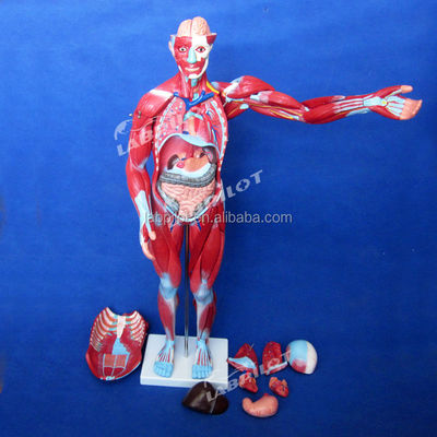 Articolo Modello di anatomia del corpo umano che mostra organi interni e muscoli Torso manichino