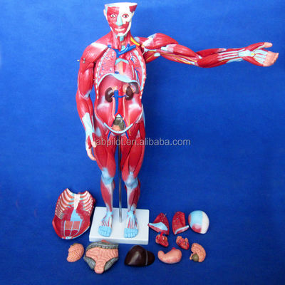 Articolo Modello di anatomia del corpo umano che mostra organi interni e muscoli Torso manichino