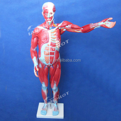 Articolo Modello di anatomia del corpo umano che mostra organi interni e muscoli Torso manichino