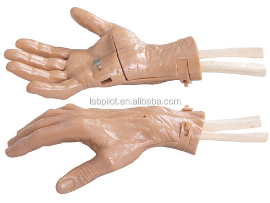 Simulatore di recupero di allenamento manuale realistico con struttura anatomica vivida