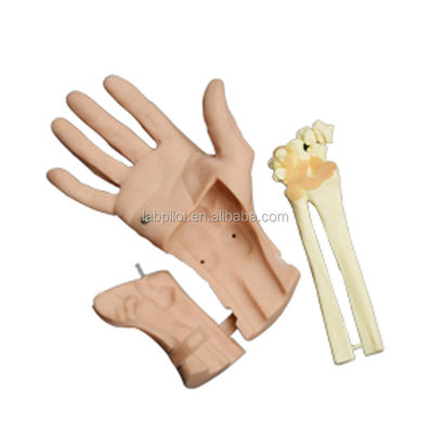 Simulatore di recupero di allenamento manuale realistico con struttura anatomica vivida