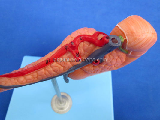 Modello didattico di dimostrazione della dimensione della vita umana Pancreas con la milza e il duodeno