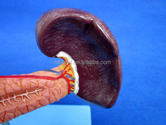 Modello didattico di dimostrazione della dimensione della vita umana Pancreas con la milza e il duodeno