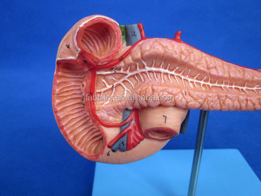Modello didattico di dimostrazione della dimensione della vita umana Pancreas con la milza e il duodeno